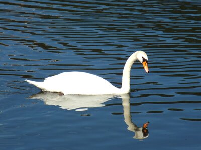 Water bird waterfowl white