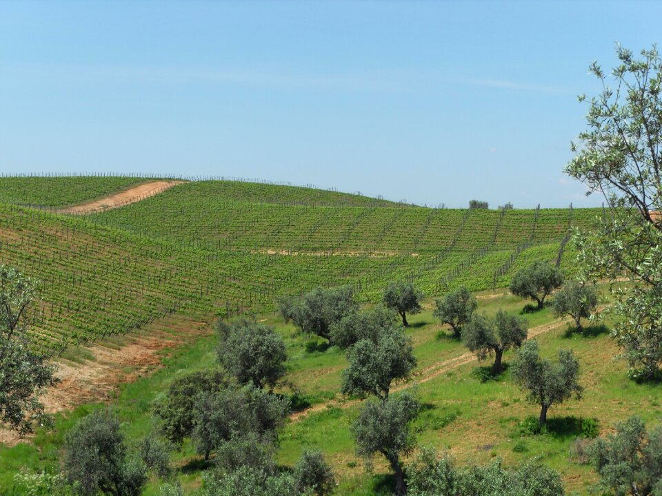 Olive tree alentejo nature