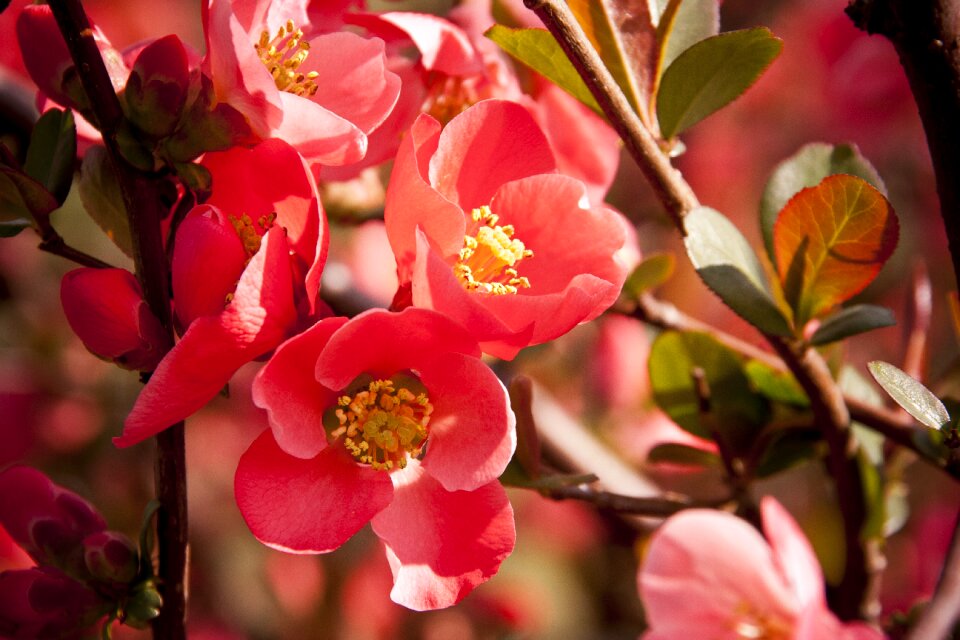 Spring nature