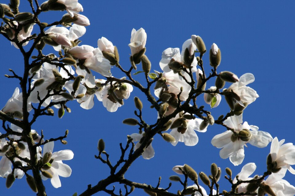 White flower spring