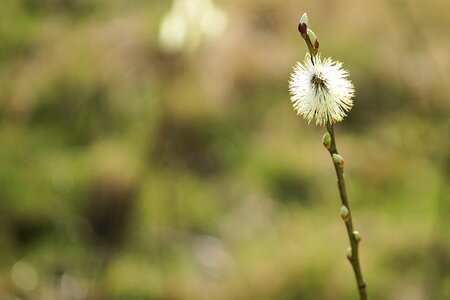 Nature bud plant