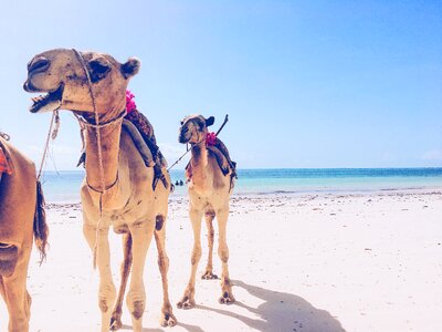 Sand animal tourism