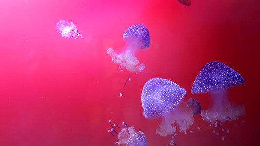 Jellyfish nature aquarium photo