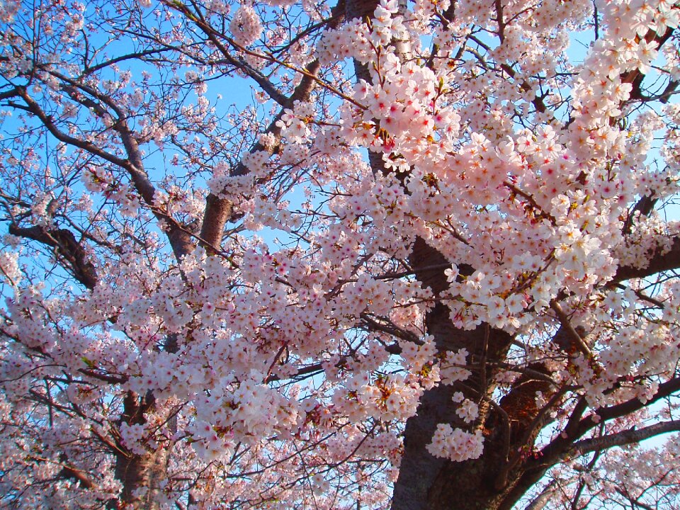 Flowers natural plant