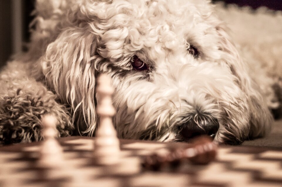 Dog chess game pet