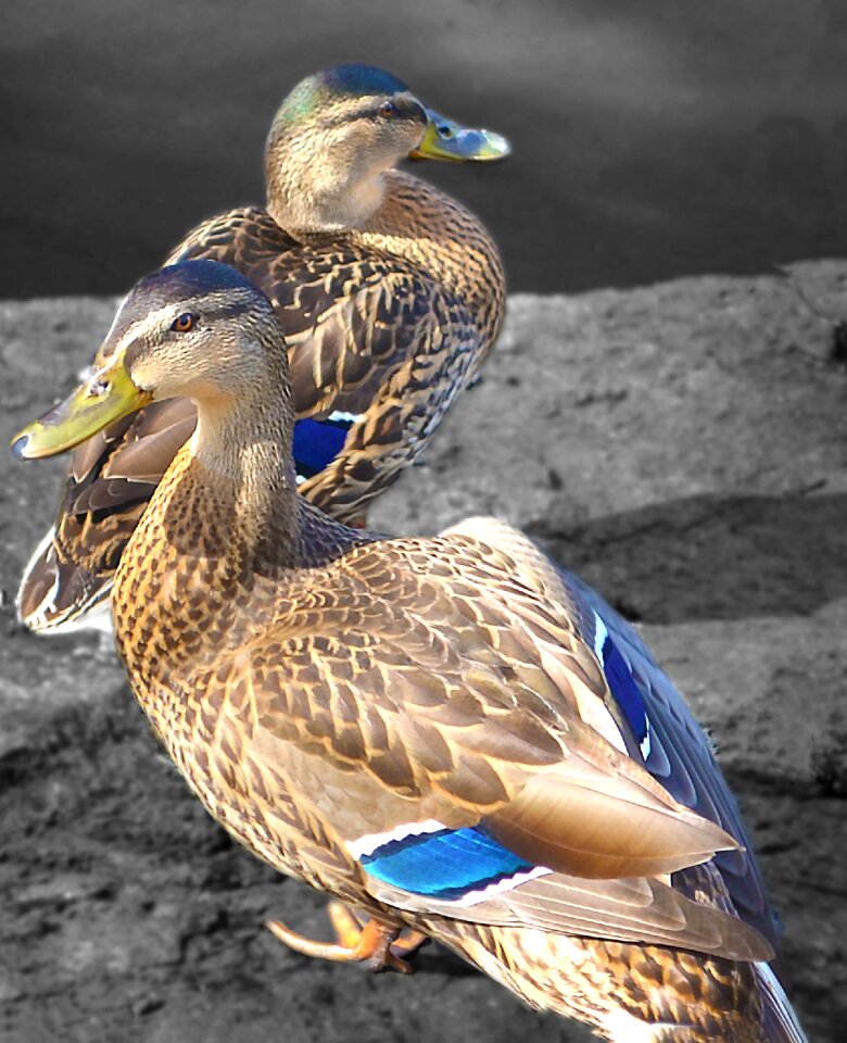 Mallard wildlife nature