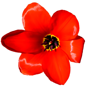 Tulips crown flower