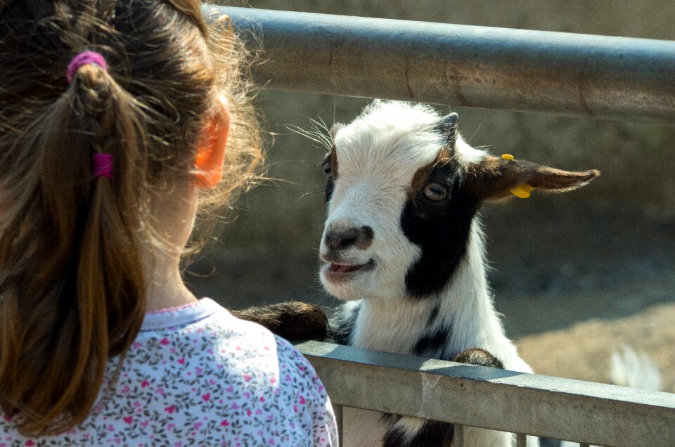 Mountain goat livestock enclosure