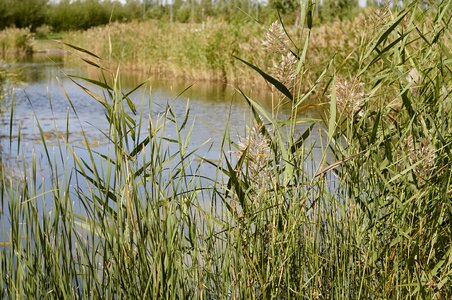 Reed nature lake