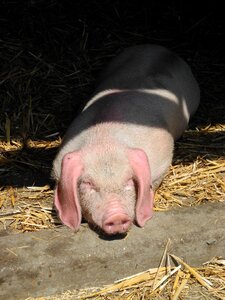 Piglet pig farm photo