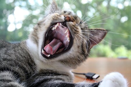 Cat yawn fun photo