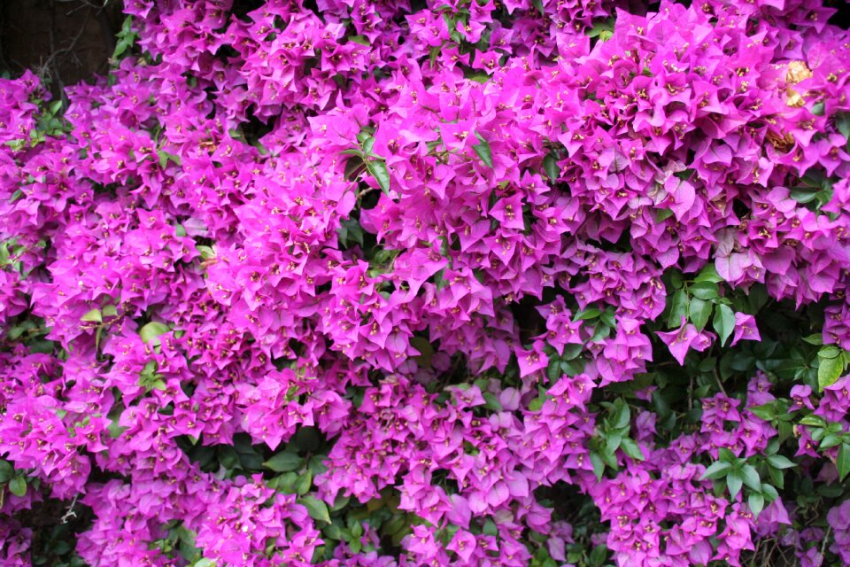 Ornamental magenta gardening