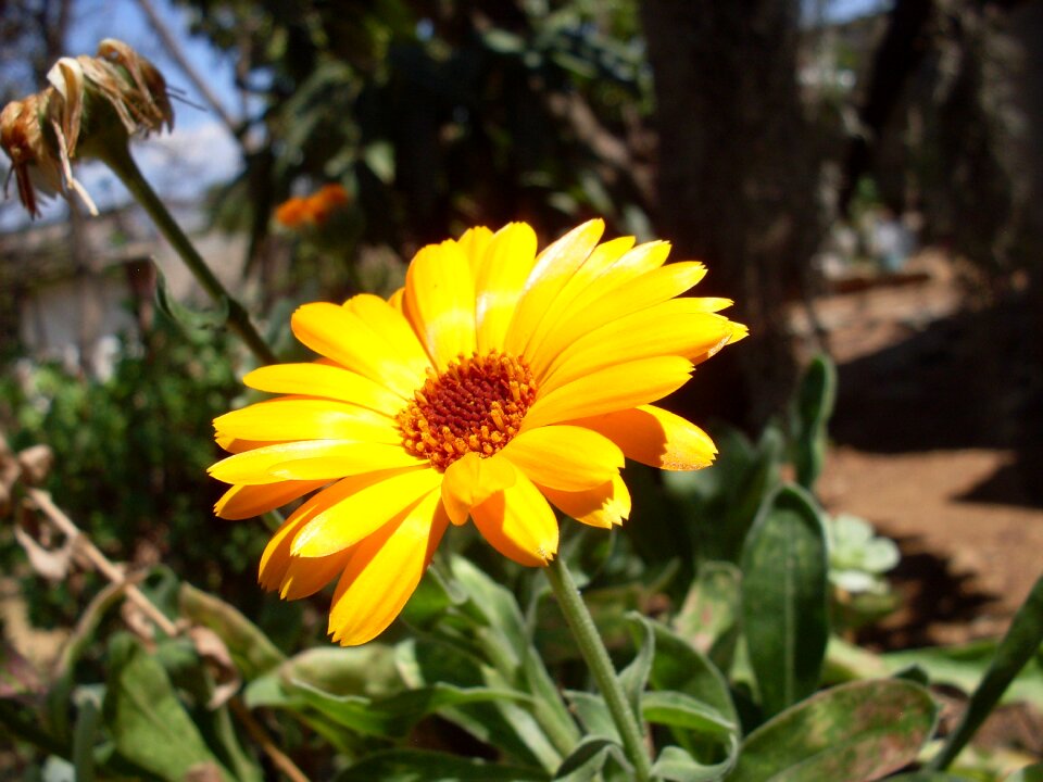 Wild flower wild flowers flower