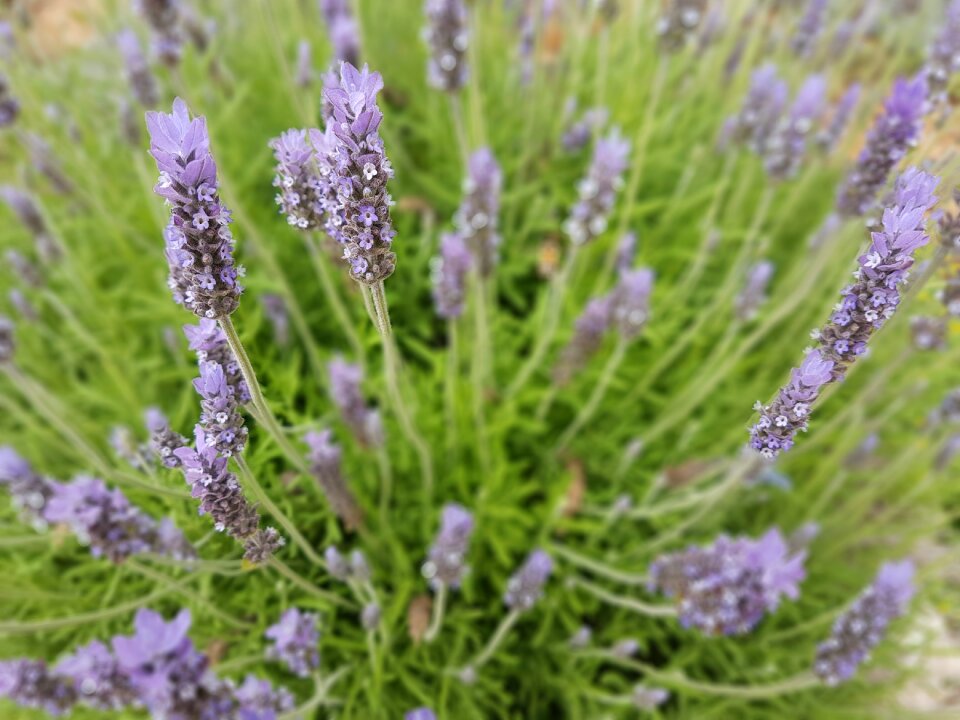 Flowering garden