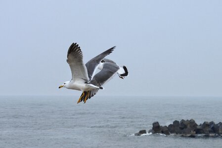 Sea gull seagull seabird photo