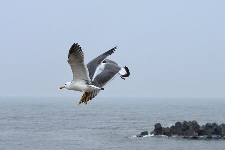 Sea gull seagull seabird