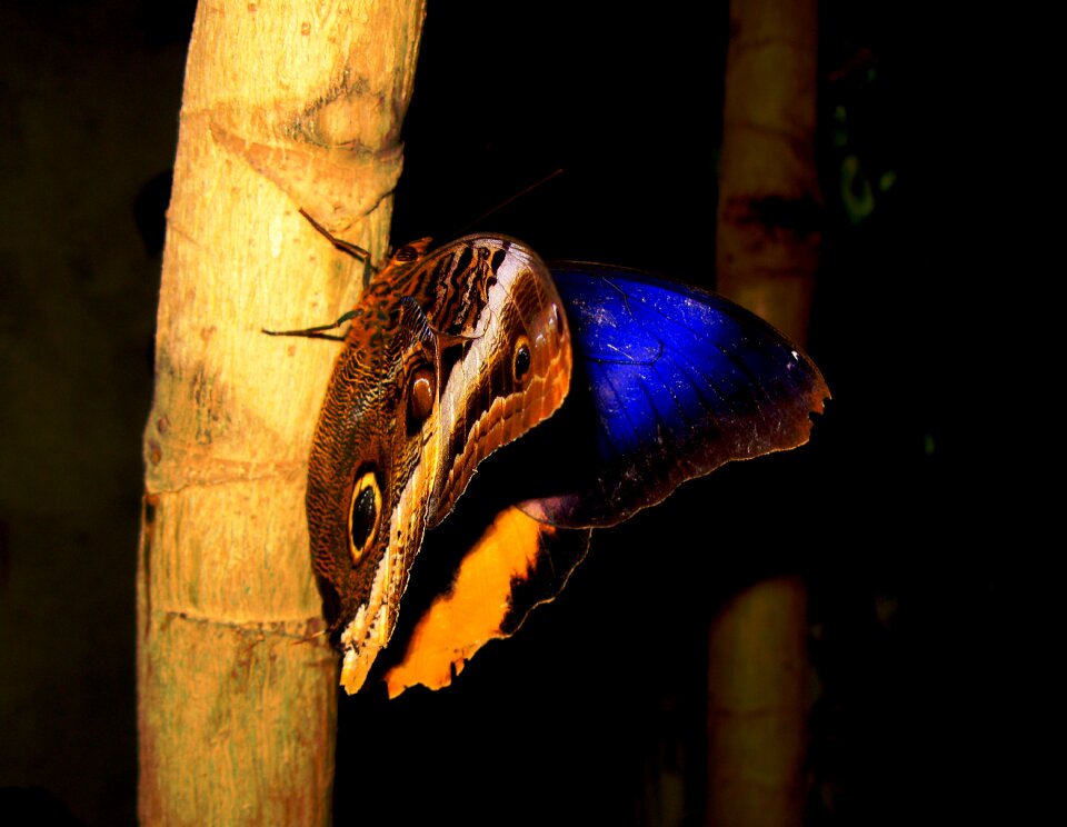 Butterfly mainau island Free photos