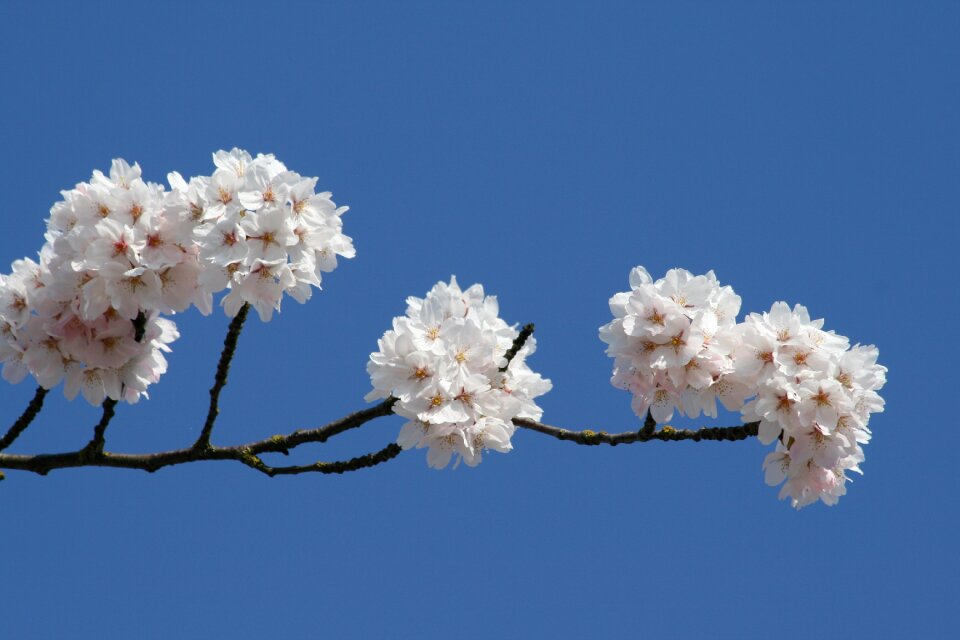 Blue sky bloom flower