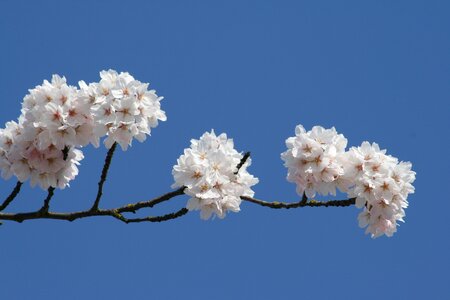 Blue sky bloom flower