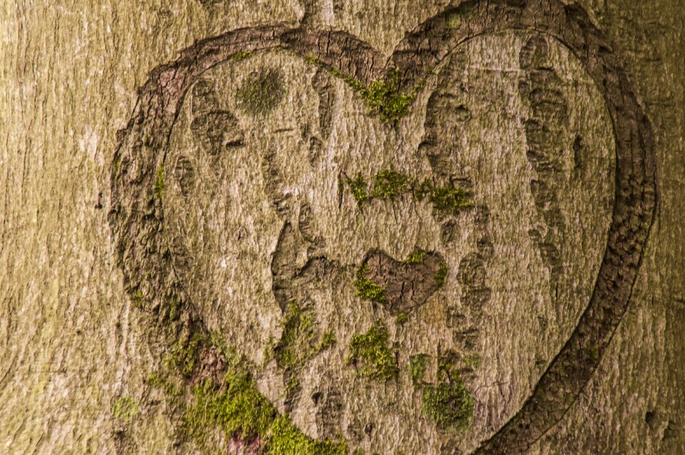Brown nature tree trunk