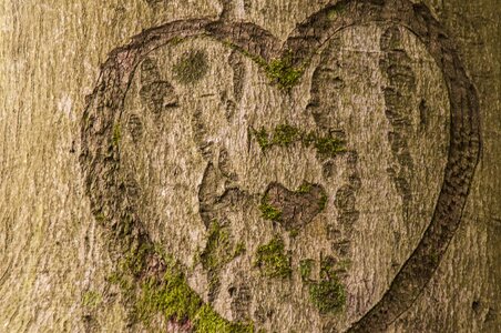 Brown nature tree trunk