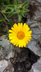 Yellow stone spring