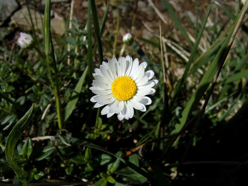 Nature spring wild flowers