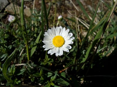Nature spring wild flowers