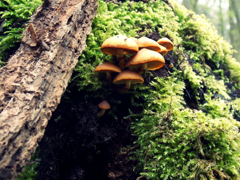 Mushrooms moss nature