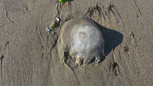 Sand wildlife jelly photo