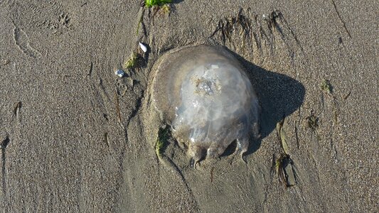 Sand wildlife jelly