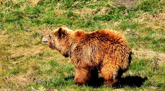 Dangerous animal world fur photo