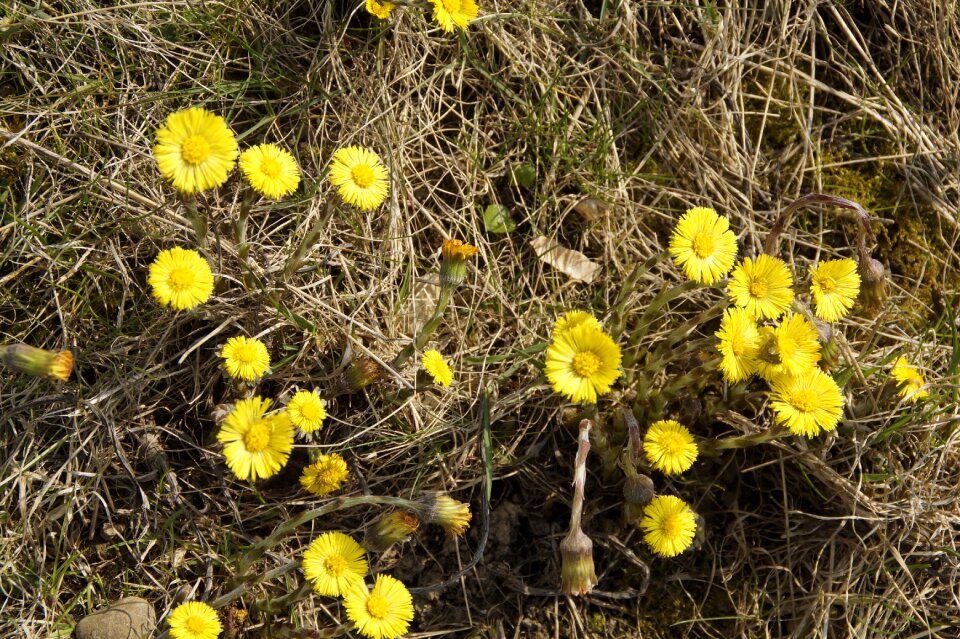 Medicinal plant homeopathy plant