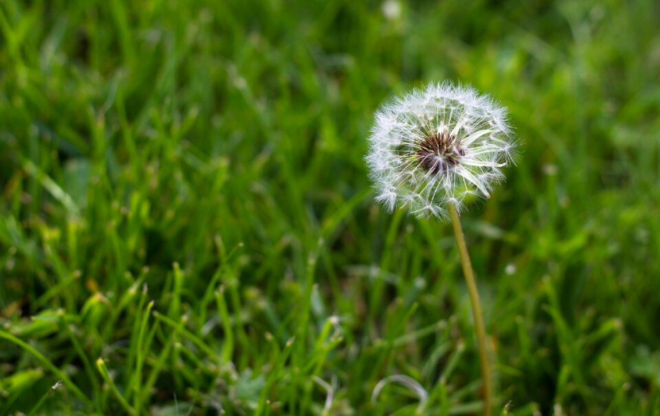 Weeds summer macro