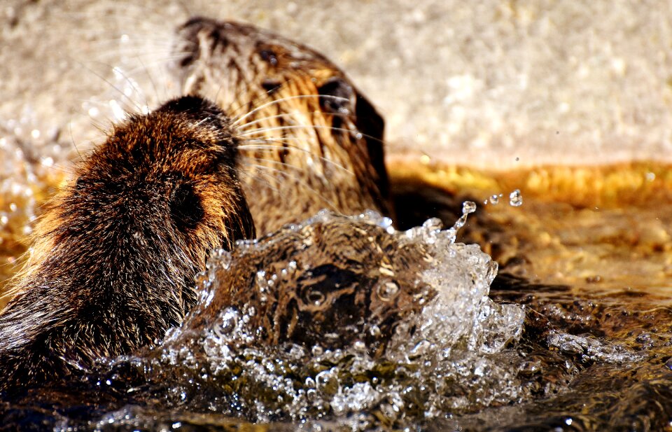 Water rats water splashing