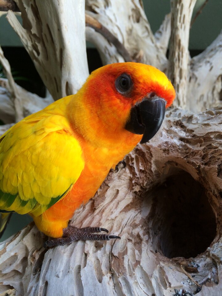 Yellow wood