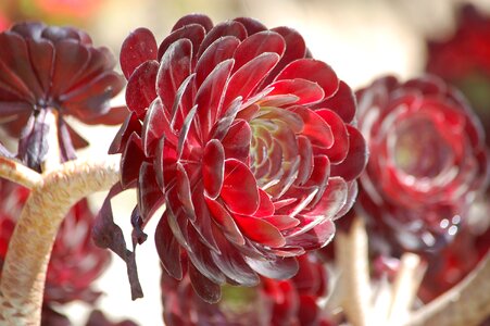 Flowers plant