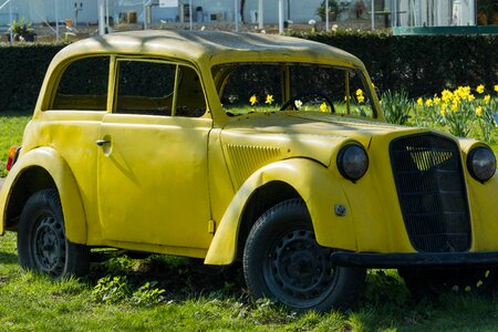 Daffodils wreck car cemetery