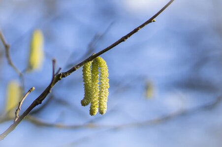 Signs of spring branches nature