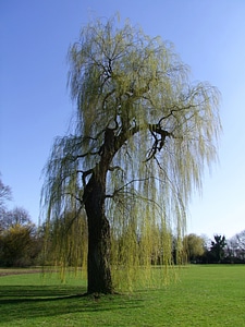 Old old tree individual tree photo