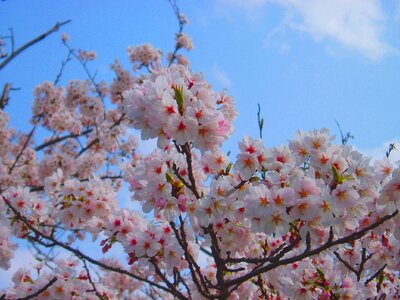 Flowers natural plant