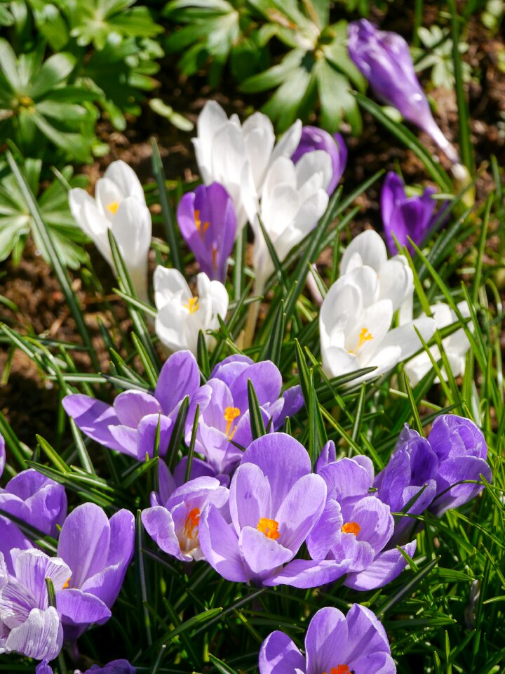 Crocus meadow spring flower blossom