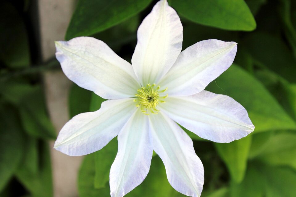 White flower clematis