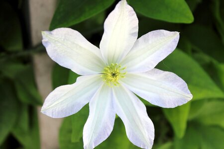 White flower clematis photo