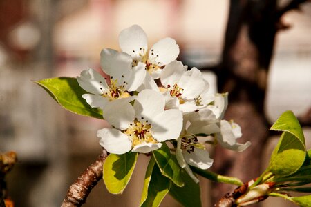 Spring brown apple photo