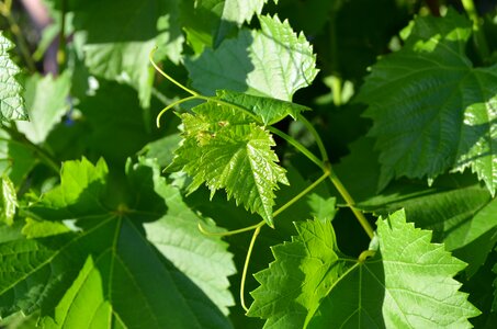 Background leaves green grapes