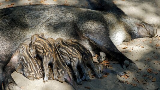 Boar young suckle photo