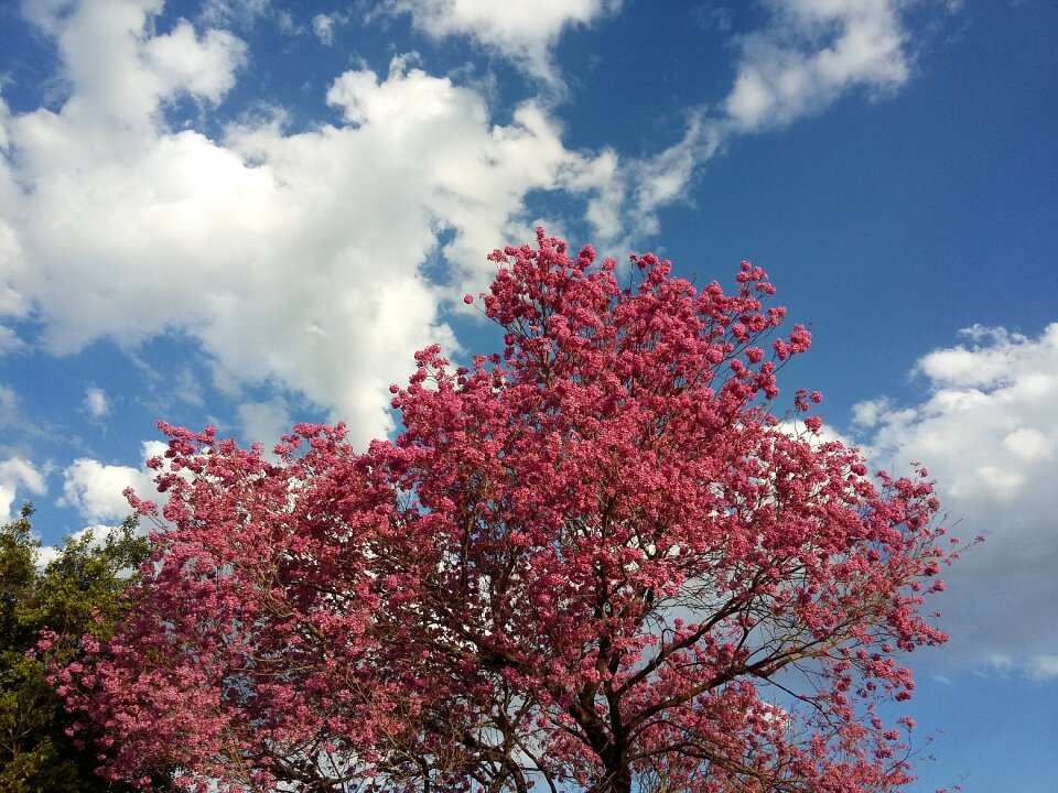 Tree flower rosa
