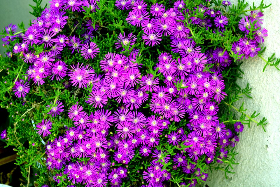 Flower purple bunches purple daisies
