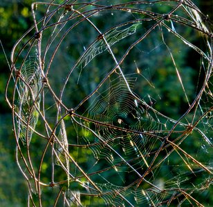 Art work of nature garden ball